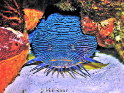 Splendid Toad Fish by Phil Bear 